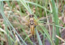 Libelulla quadrimaculata female ©  S. Beshkov